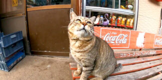 タバコ屋の猫さん