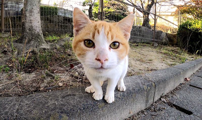 興味津々の子猫