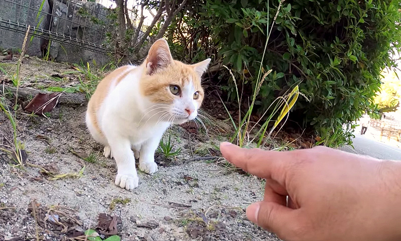 ドキドキの子猫