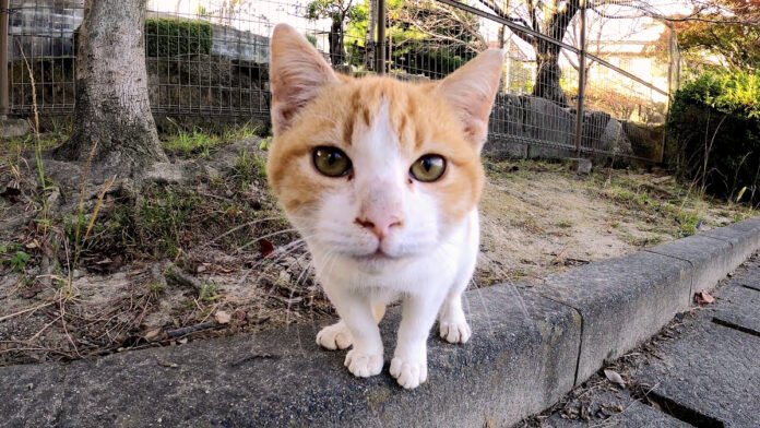 興味津々の子猫