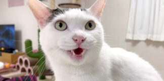 お喋り好きの猫