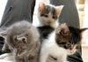 お腹の上に避難した子猫達