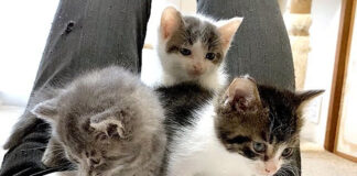お腹の上に避難した子猫達