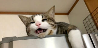 鳴く猫