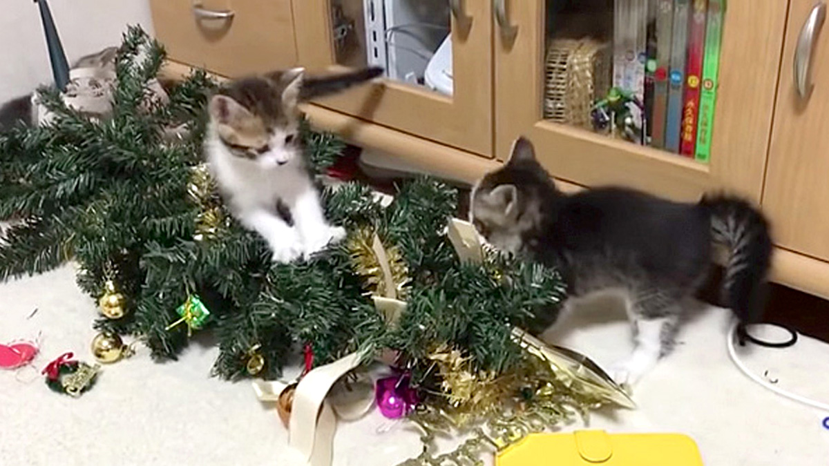 クリスマスツリーで遊ぶ子猫達