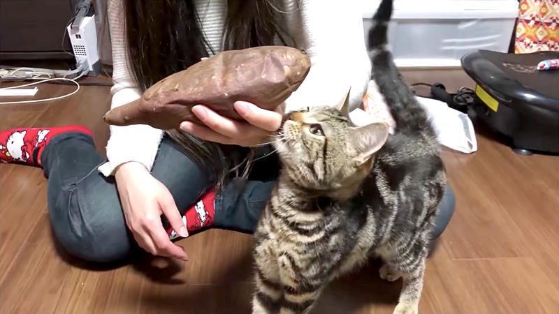 焼き芋が食べたい猫