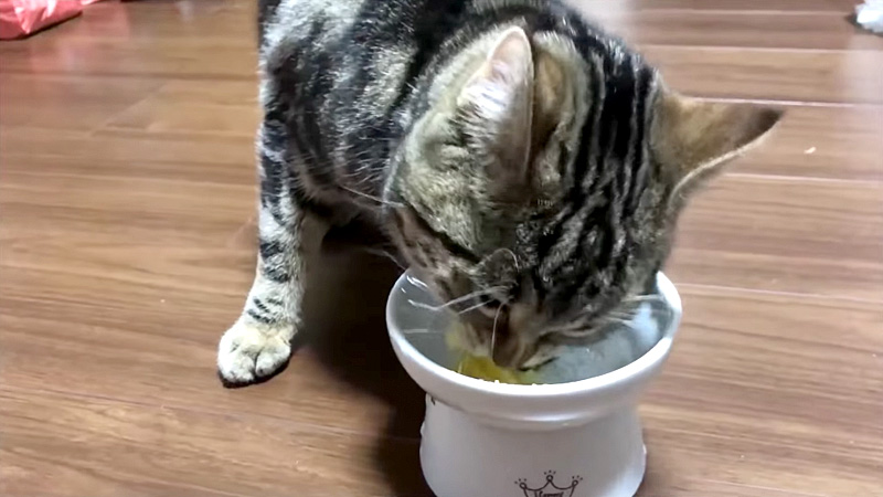 焼き芋を食べる猫