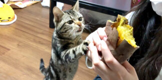 焼き芋が食べたい猫