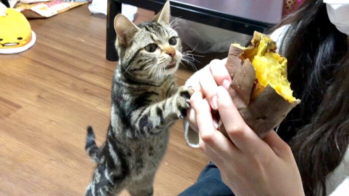 焼き芋が食べたい猫