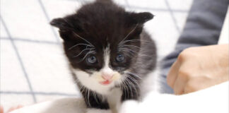 ミルクのお礼をする子猫
