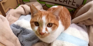 湯たんぽと子猫