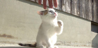 保護から2ヶ月後の子猫