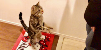 立ち上がる猫