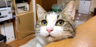 甘えたい猫