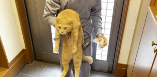 男の子に持たれる猫