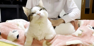フミフミする猫