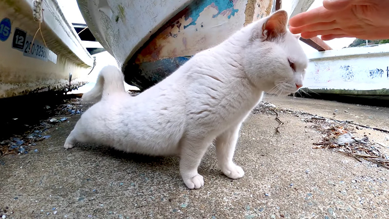 撫でられに来る猫