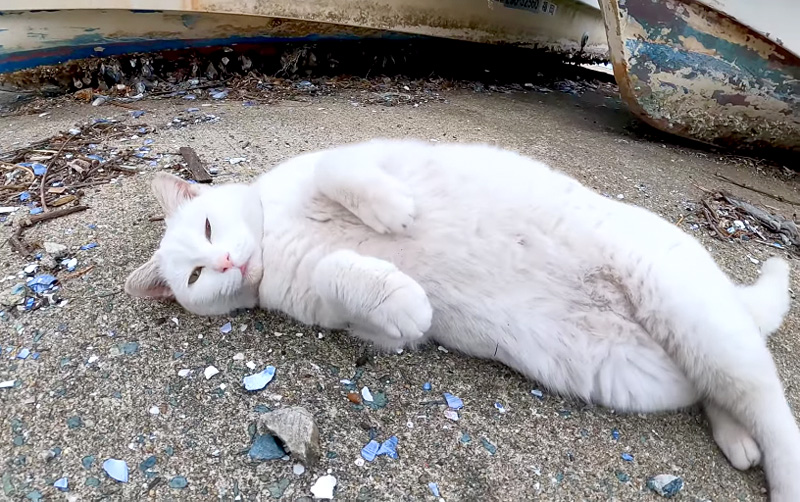 転がる猫
