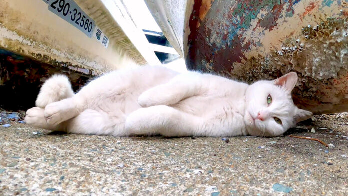寝転がる猫