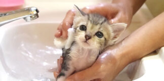お風呂に入る子猫