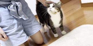 甘える猫