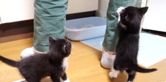 ご飯を催促する子猫達