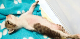 ヘソ天子猫
