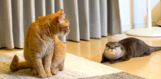 猫とカワウソ