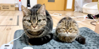 ホットマットで温まる猫達