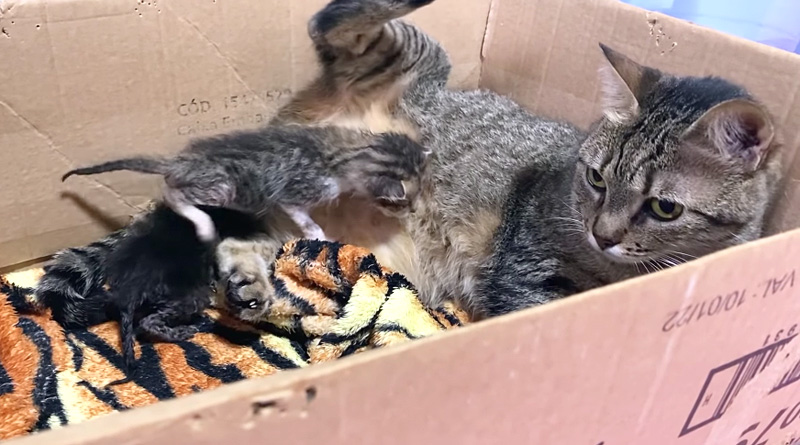 保護子猫と先住猫