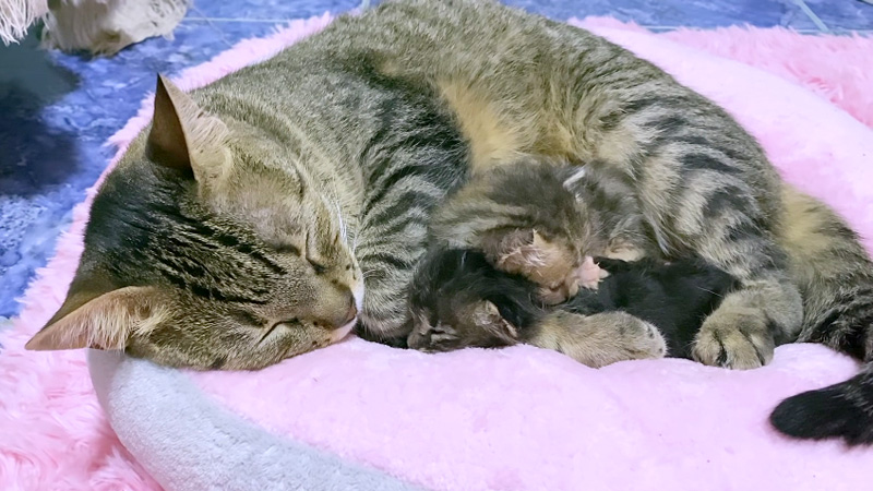 保護子猫を抱きしめる先住猫