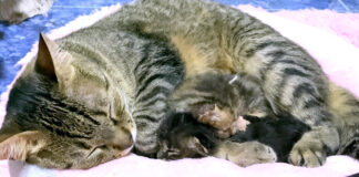 保護子猫を抱きしめる先住猫