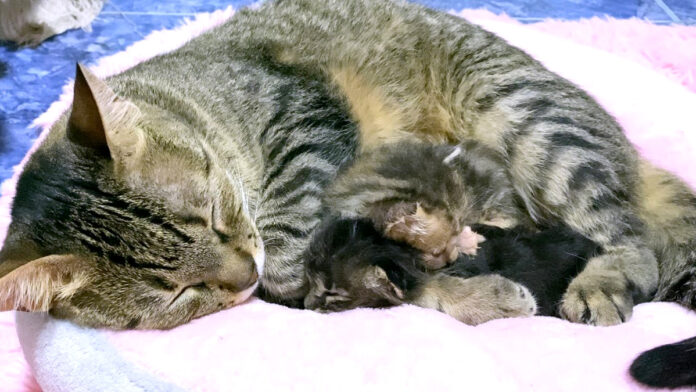 保護子猫を抱きしめる先住猫