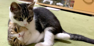 じゃれる猫の親子