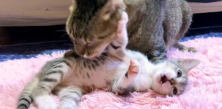 愛情を注がれる子猫