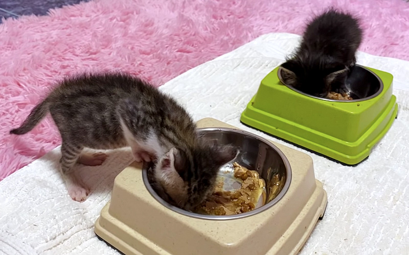 ご飯を食べる子猫達