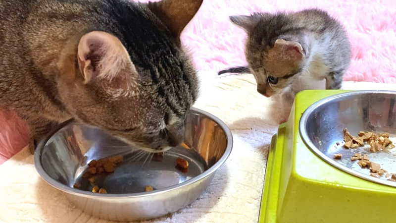 大人の味が気になる子猫
