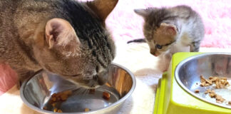 大人の味が気になる子猫