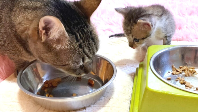 大人の味が気になる子猫