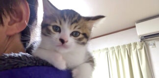 肩に登った子猫