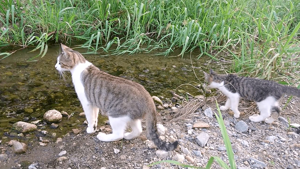 川を渡る猫の親子