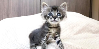 見上げる子猫