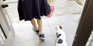 お見送りする猫