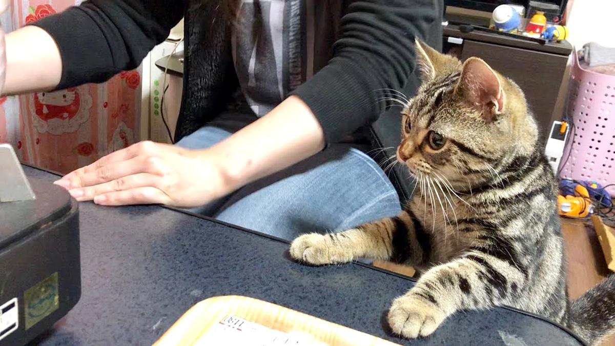 キムチ鍋に参加する猫