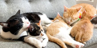 子猫達を寝かしつける猫達