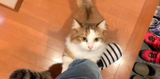足に抱きつく猫