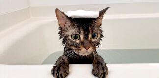 お風呂に入る猫