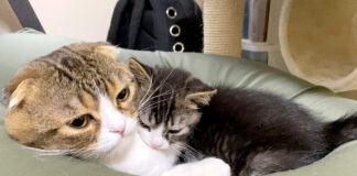 寄り添い合う猫の親子