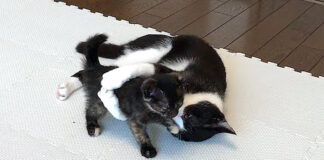 子猫を抱きしめる猫