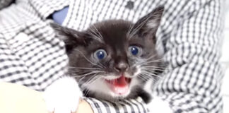 ご飯を催促する子猫